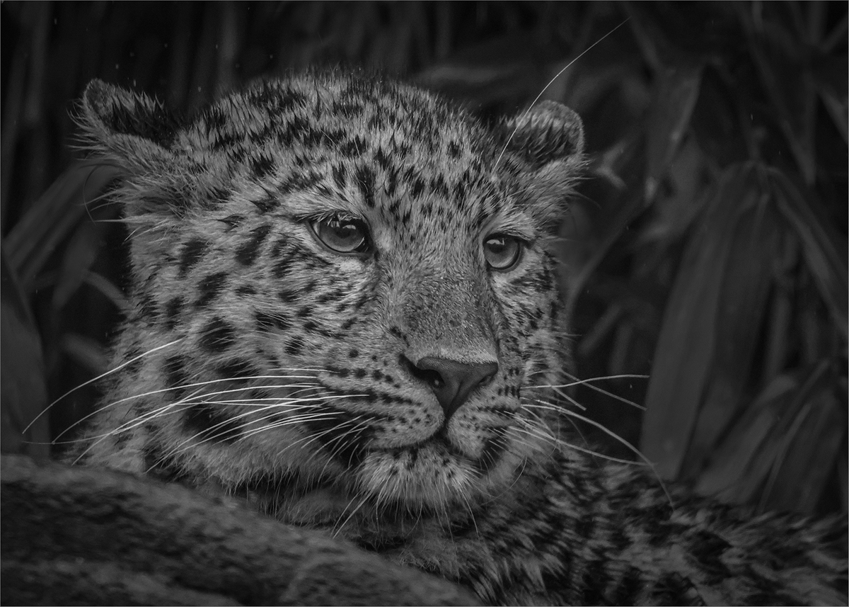 Leopard - Ian Parker